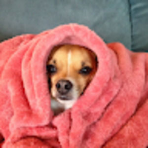 Meet your Posher, Jenny